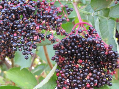 Güzel renkli doğal meyveler ve ekilecek tohumlar.