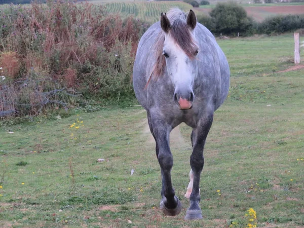 Vacker Tamdjur Rida Promenad Träning Hög Hastighet — Stockfoto