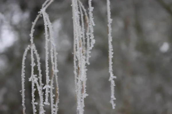 氷点下の寒さと雪の霜の美しい嵐 — ストック写真