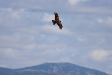 Güzel yırtıcı kuş. Kartal pençesi. Tüyleri hızlı uçuş.