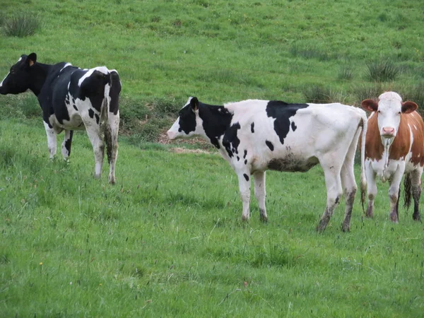 Belles Vaches Pâturant Dans Ferme Laitière Domestique Des Animaux Prairie — Photo