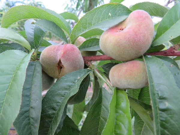 Přírodní Paraguayan Ovocných Stromů Průmyslu Výroby Potravin — Stock fotografie