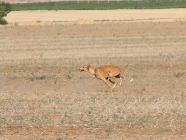 Tazı yarışı hızlı köpek evcil hayvan çiftliği tavşanı avı