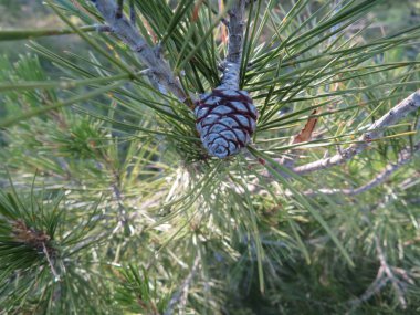 Doğal kuru çam fıstığı yakacak odunu olmayan düşmüş kozalaklar.