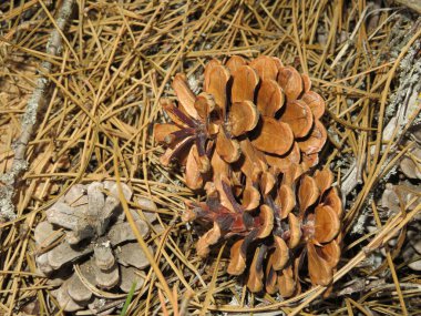 Doğal kuru çam fıstığı yakacak odunu olmayan düşmüş kozalaklar.