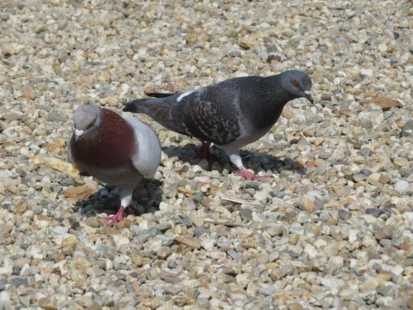Beaux Pigeons Picorant Dans Parc Manger Des Oiseaux Domestiques Grain — Photo