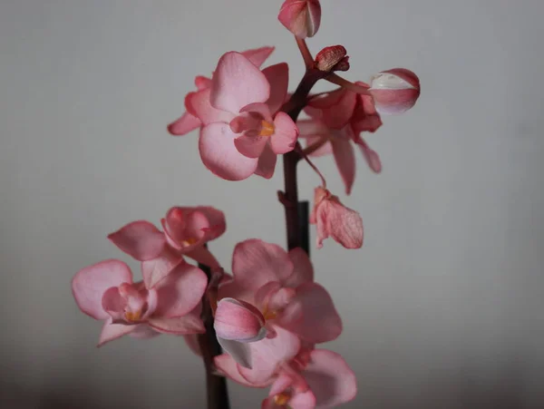 Hermoso Natural Flores Aromático Primavera Romanticismo Regalo — Foto de Stock