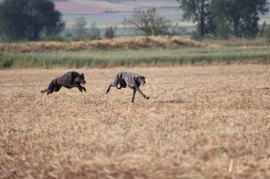 İspanyol tazı köpek yarışı tavşan avlama hızı tutku veriyor