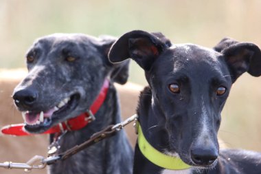 Güzel, hızlı İspanyol tazı enerji avı yarışı