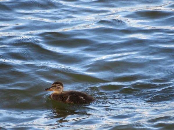 Vackra Ankungar Lära Sig Simma Floden Flyter Vatten — Stockfoto