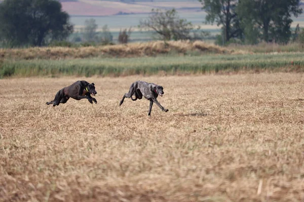 スペインのグレイハウンド犬レースウサギ狩り速度は情熱を提供します ストックフォト