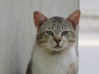 Keneleri kaderine terk edilmiş başıboş bir kedi.
