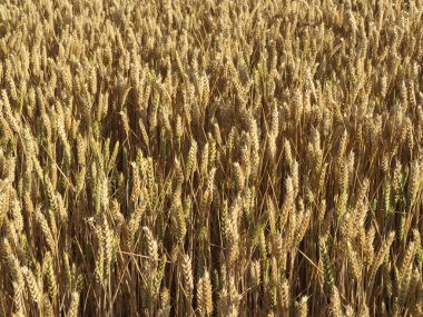 Güneşin yaldızlı tahıl tarlası hasat ve öğütülmeye hazır