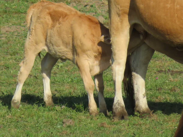 Vacas Terneros Criando Pastoreando Animales Granja Campo —  Fotos de Stock