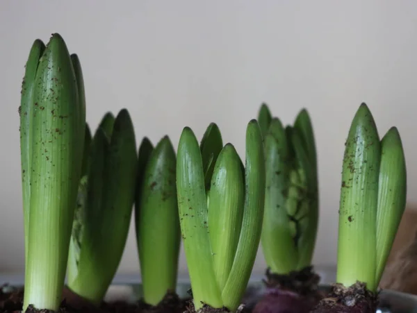 Mooie Bloemloze Hyacint Plant Wachten Bloeien — Stockfoto
