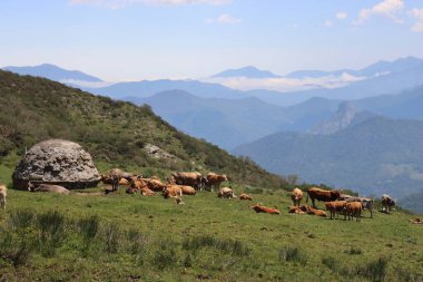 Süt ve et vermek için yeşil ot yiyen güzel inekler.