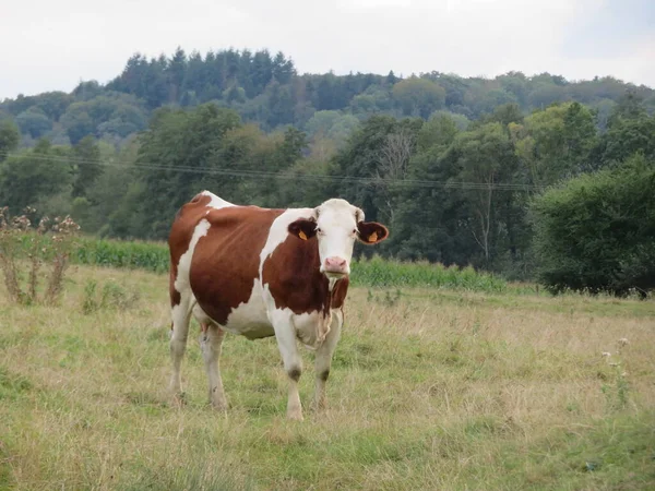 Veehouderij Weiden Koken Melk Vlees Diervoeder Productie — Stockfoto