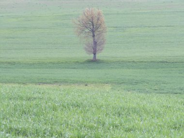 Doğal ağaçları olan güzel bir kır arazisi.