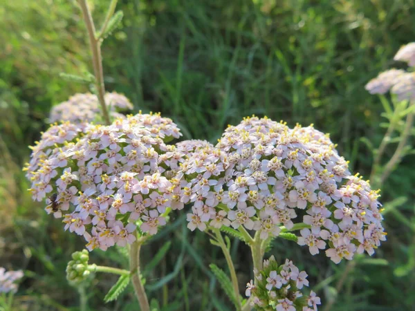 Bellissimi Fiori Naturali Insetti Fertile Aroma Naturale Primavera — Foto Stock