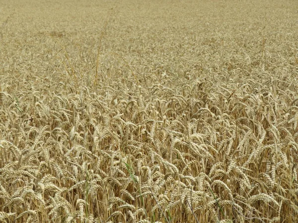 Польові Зернові Культури Ландшафтний Урожай Сухий Корм Природний Сезон — стокове фото