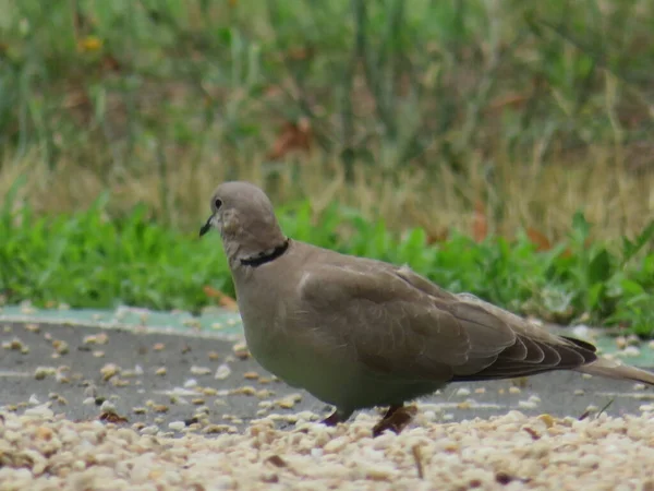 pigeon animal bird feathers flight food hunting delicacy