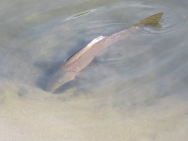 Nehirde yüzen balıklar güneşlenip yiyecek arıyorlar.