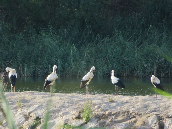 Großer Schwarz Weißer Vogel Storch Langer Roter Schnabel Flusswasser — Stockfoto