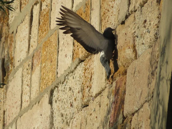 Pigeons Feathers Food Hunting Natural Animal Urban Beak — Stockfoto
