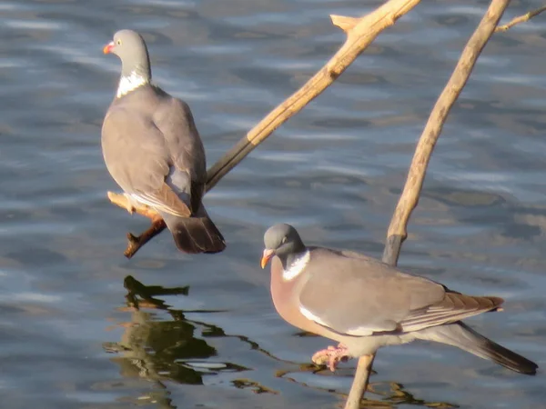 Duiven Veren Voedsel Jagen Natuurlijk Dier Stedelijk Snavel — Stockfoto