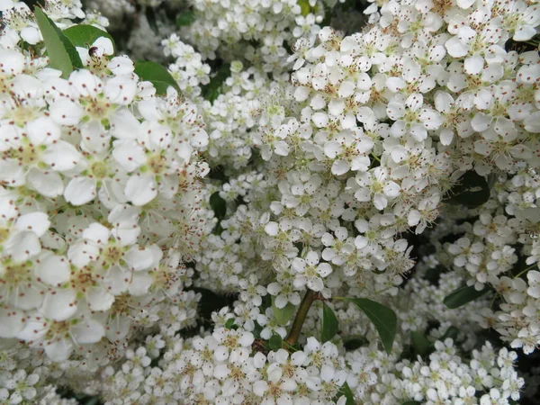 Όμορφο Φυτό Μικρά Λευκά Λουλούδια Φυσική Άνοιξη — Φωτογραφία Αρχείου