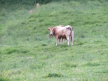 Hayvan inekler çiftlik sütü et çimenler meraklı Myron uysallığı