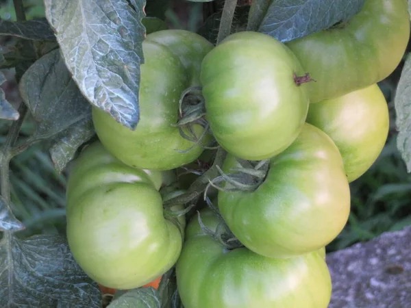 Όμορφη Φωτογραφία Της Ντομάτας Στο Λαχταριστό Πράσινο Φυτό — Φωτογραφία Αρχείου