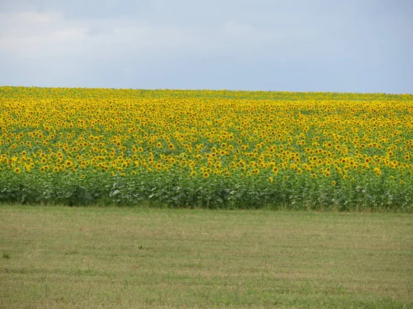 Słonecznik Kwiat Nasiona Naturalne Jedzenie Żółty Duże Pole Słońce — Zdjęcie stockowe