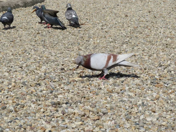 Pigeons Birds Feathers Animals Beak Food Message — стоковое фото