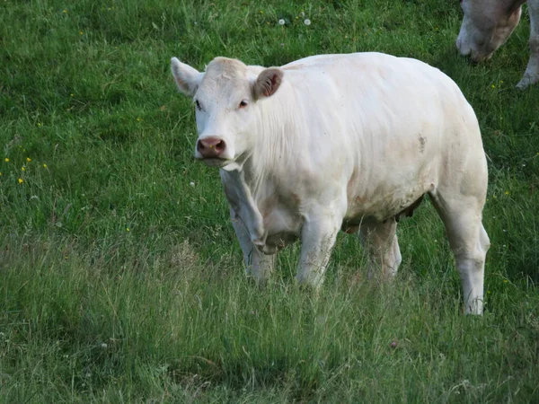 牧草地での美しい子牛の放牧静かな幸せな農場の動物 ロイヤリティフリーのストック写真