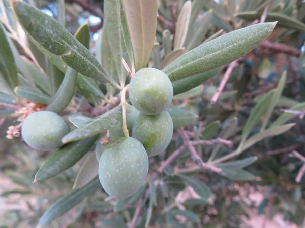 Olives Branch Green Seeds Olive Oil Fruit — Foto de Stock