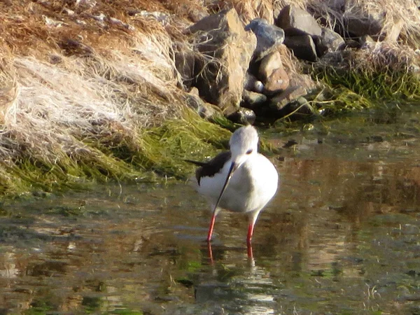 Stilt Fishing Bird Wading Black Long Beak — Photo