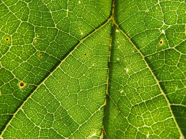 Лист Дерева Переднем Плане Полупрозрачные Зеленые Нервы Макрос — стоковое фото