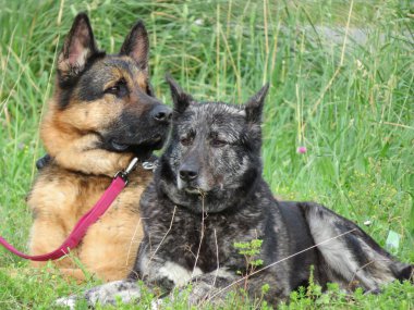Güzel koruyucu bekçi köpekleri güvenlik sükunetini koruyorlar.