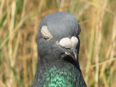 Güzel güvercin fotoğraf için yoğun renklerle poz veriyor.
