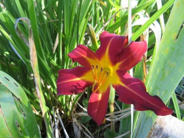 Beautiful Red Yellow Flower Different Way Usual Little Known — 图库照片