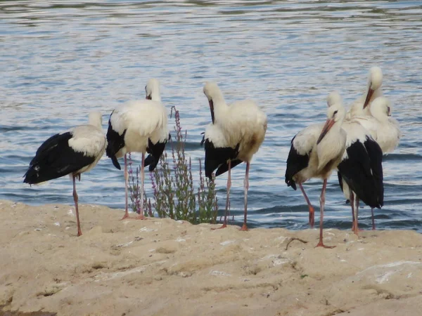 Grand Oiseau Noir Blanc Cigogne Long Bec Rouge Rivière Eau — Photo