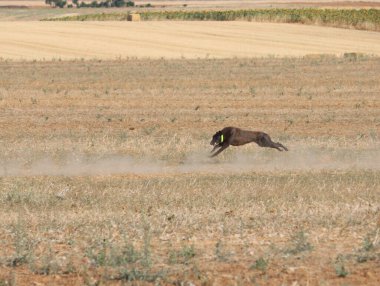 Tazı yarışı hızlı köpek evcil hayvan çiftliği tavşanı avı