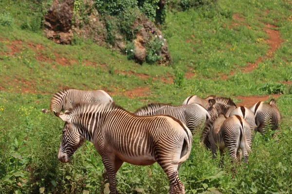 Beaux Zèbres Animaux Sauvages Herbivores Bandes Rapides — Photo