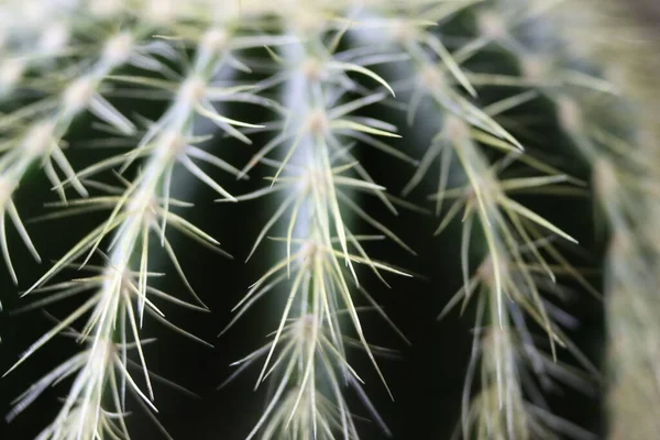 Hermoso Cactus Con Pinchos Para Protección Contra Dolor —  Fotos de Stock