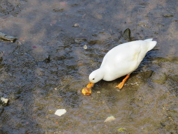 Schöne Ente Von Schöner Farbe Ins Wasser Gelegt Sich Von — Stockfoto