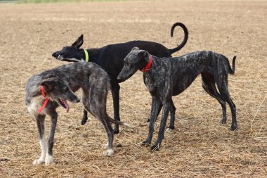 İspanyol tazı köpek yarışı tavşan avlama hızı tutku veriyor