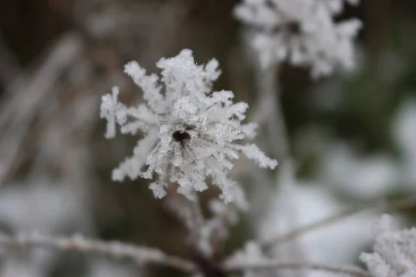 Piękna Burza Zimna Śniegu Mróz Lód Pod Zerem Lodu — Zdjęcie stockowe