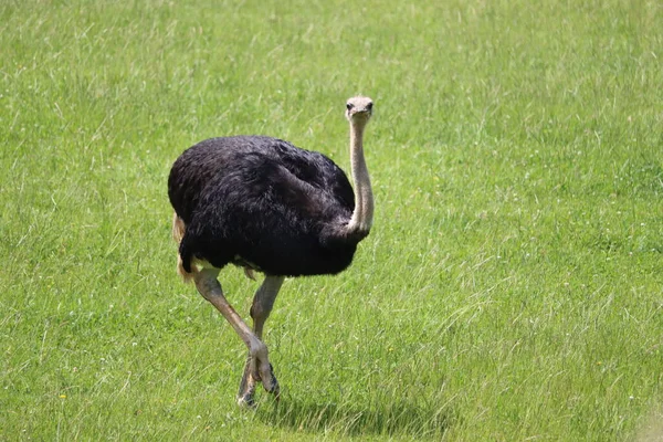 美しいダチョウ速い鳥と大きな野生の黒い羽サファリ動物園 — ストック写真