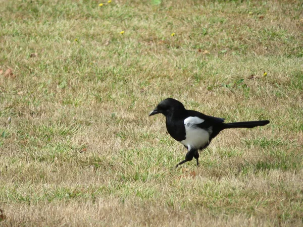 Hermoso Animal Urraca Pájaro Carroñero Negro Blanco Astucia — Foto de Stock